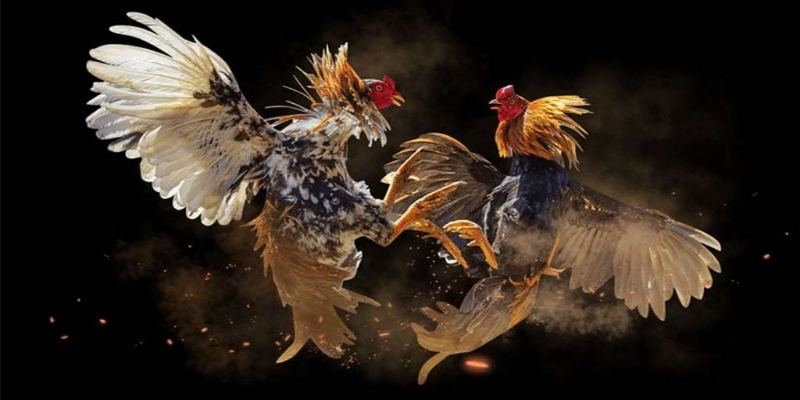 giong-ga-phu-hop-voi-da-ga-cua-dao