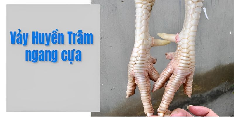 vi-tri-vay-ga-huyen-tram-thuong-xuat-hien