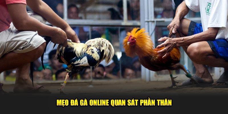 Mẹo đá gà online quan sát phần thân